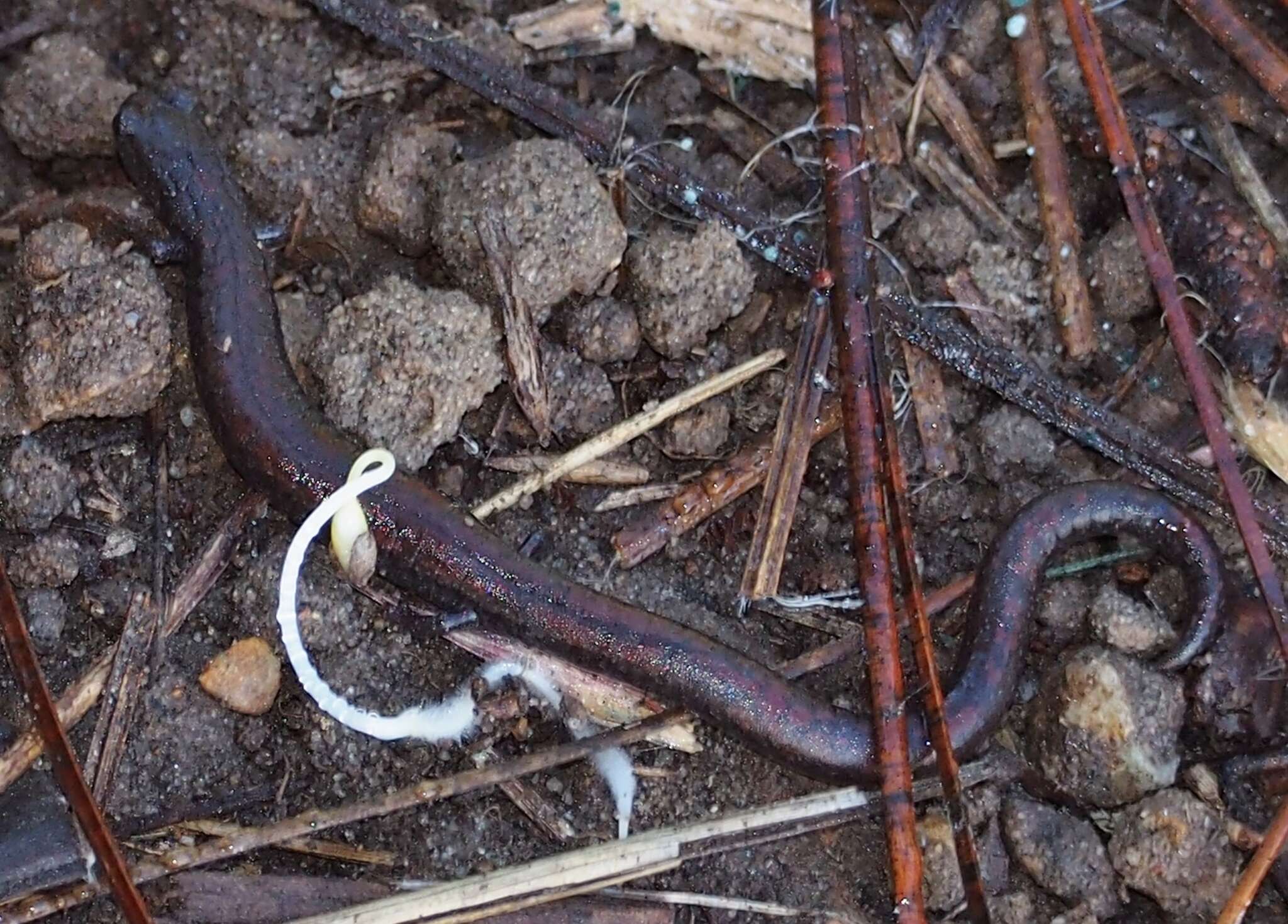 Image of California Slender Salamander