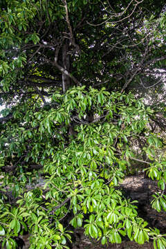 Ficus obtusifolia Kunth的圖片