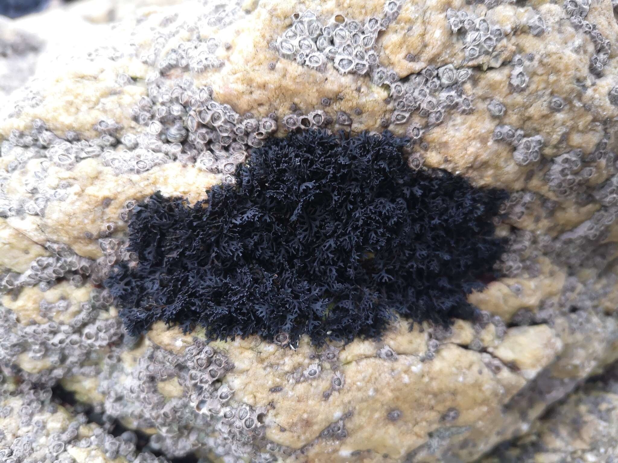 Image of seaweed lichen