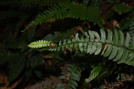 Image of Polystichum lentum (D. Don) Moore