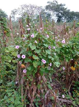 Image of Ipomoea trifida (Kunth) G. Don