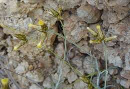 Image of Phagnalon sordidum (L.) Rchb.
