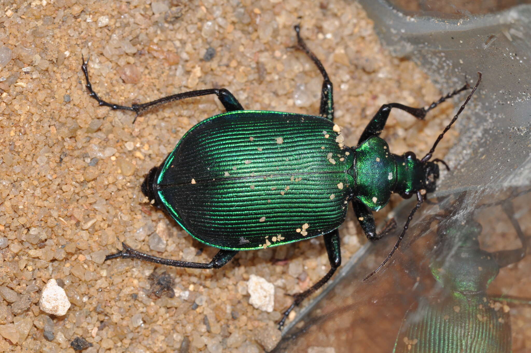 Imagem de Calosoma (Ctenosta) bastardi Alluaud 1925