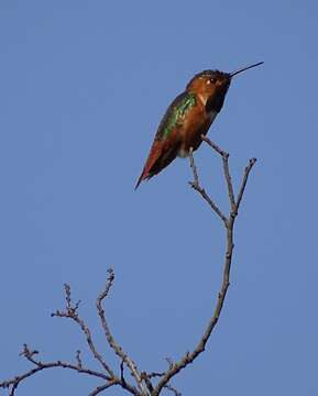 Image of Allen's Hummingbird