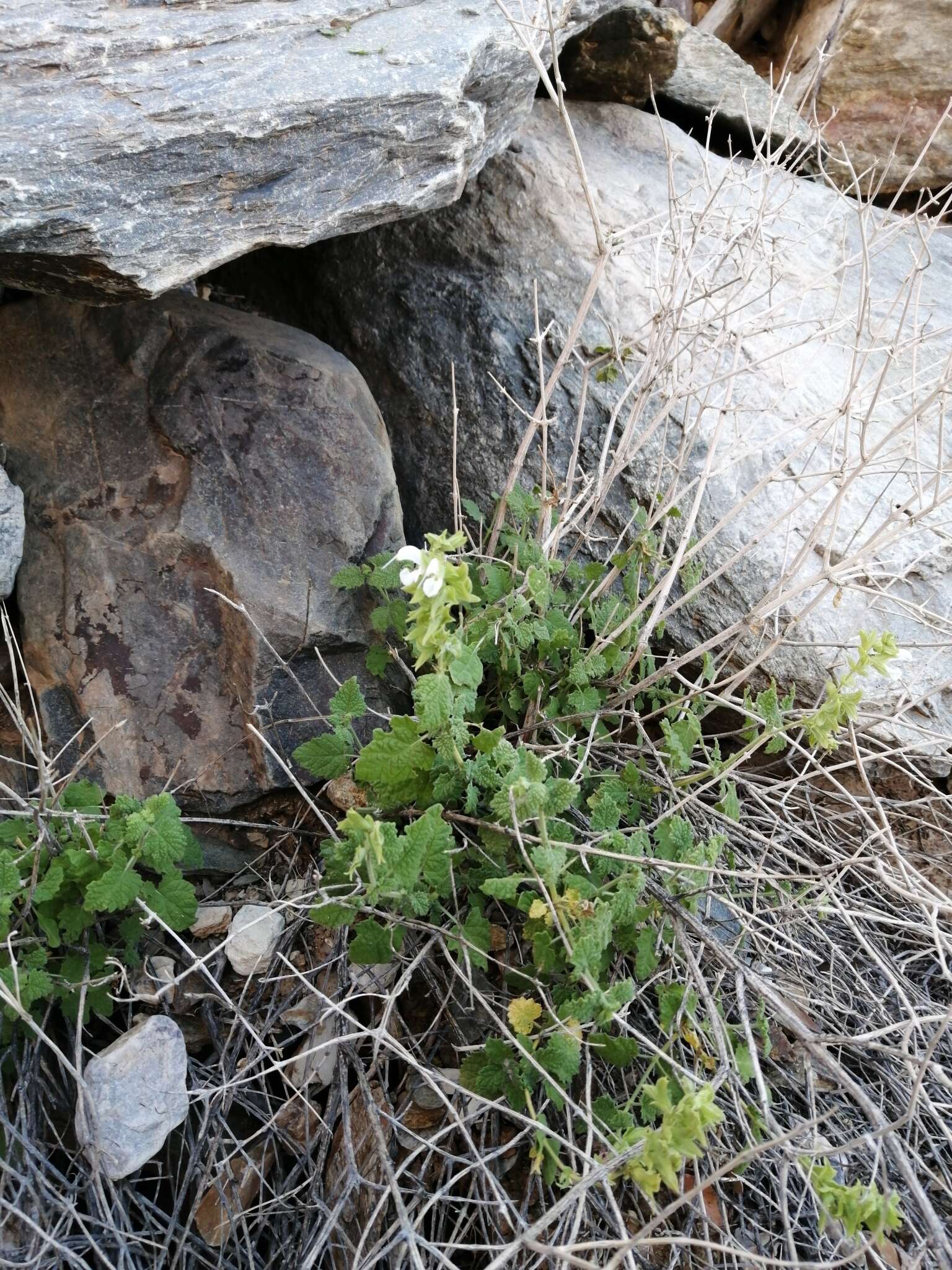 Слика од Salvia garipensis