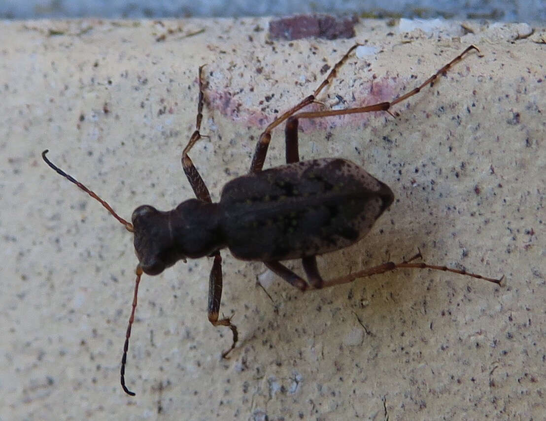 Image of Neocicindela parryi (White 1846)