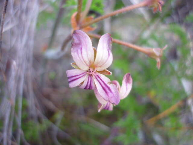 Image of Pelargonium triste (L.) L'Her.