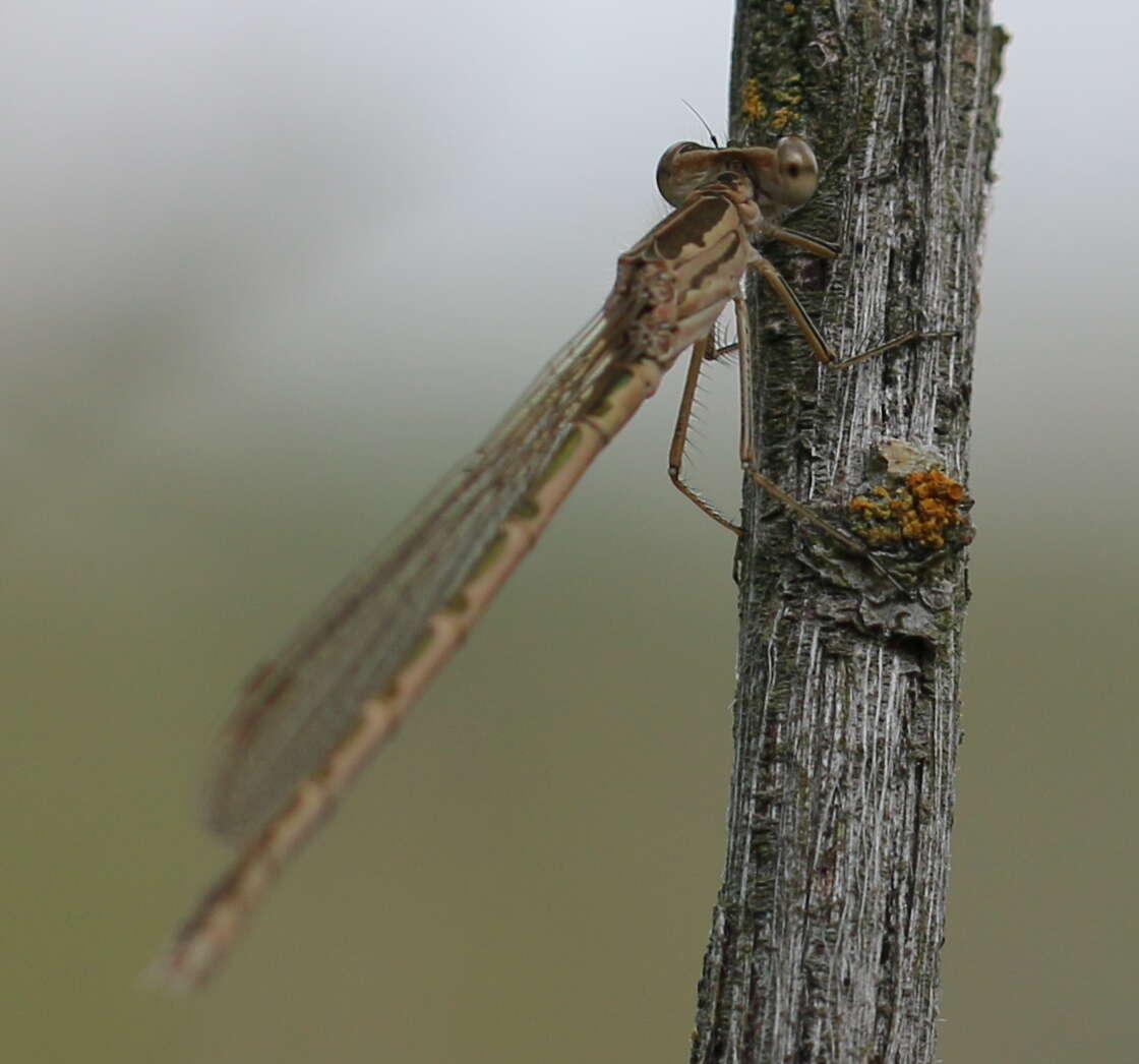 Image of Siberian Winter Damsel