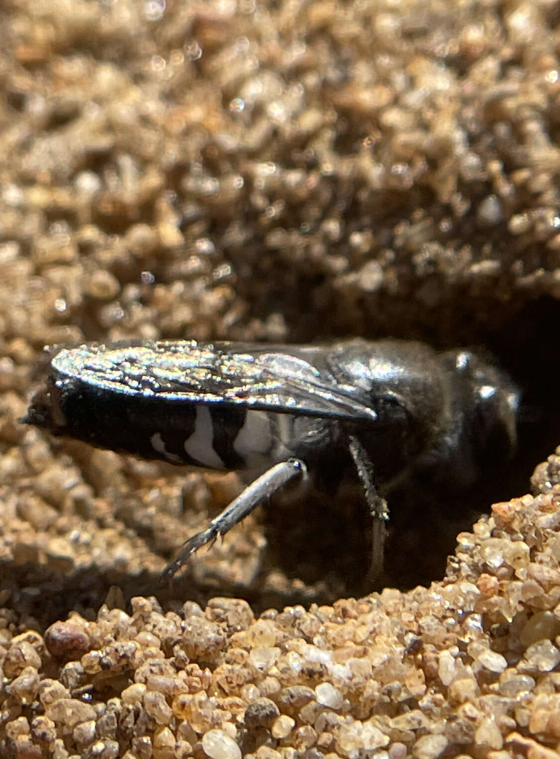 Plancia ëd Bembix vespiformis F. Smith 1856