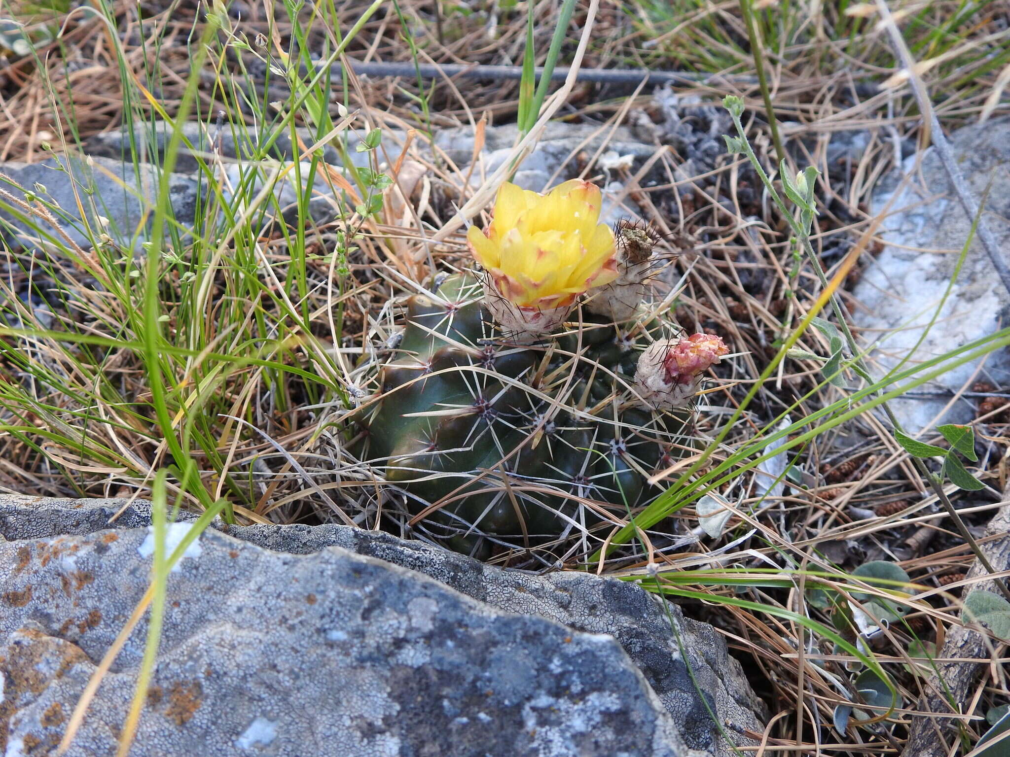 Image de Parodia mammulosa (Lem.) N. P. Taylor