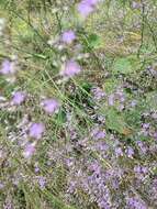 Imagem de Limonium gerberi A. Soldano