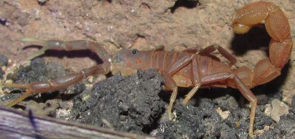 Sivun Parabuthus pallidus Pocock 1895 kuva