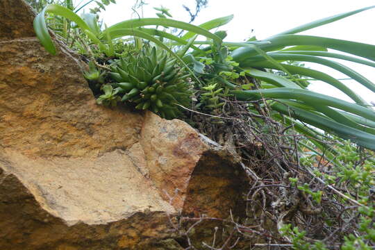 Слика од Haworthia arachnoidea var. nigricans (Haw.) M. B. Bayer