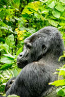 Image of Mountain Gorilla