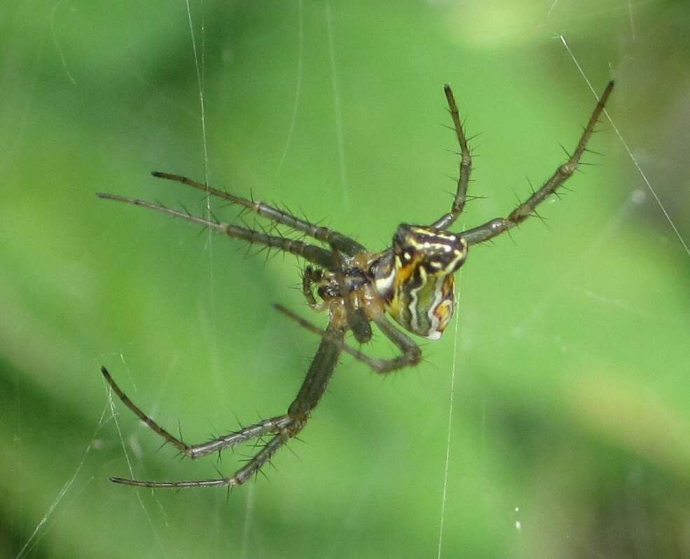 Image of Basilica Orbweaver