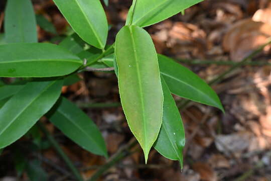 Image of Adinandra dumosa Jack