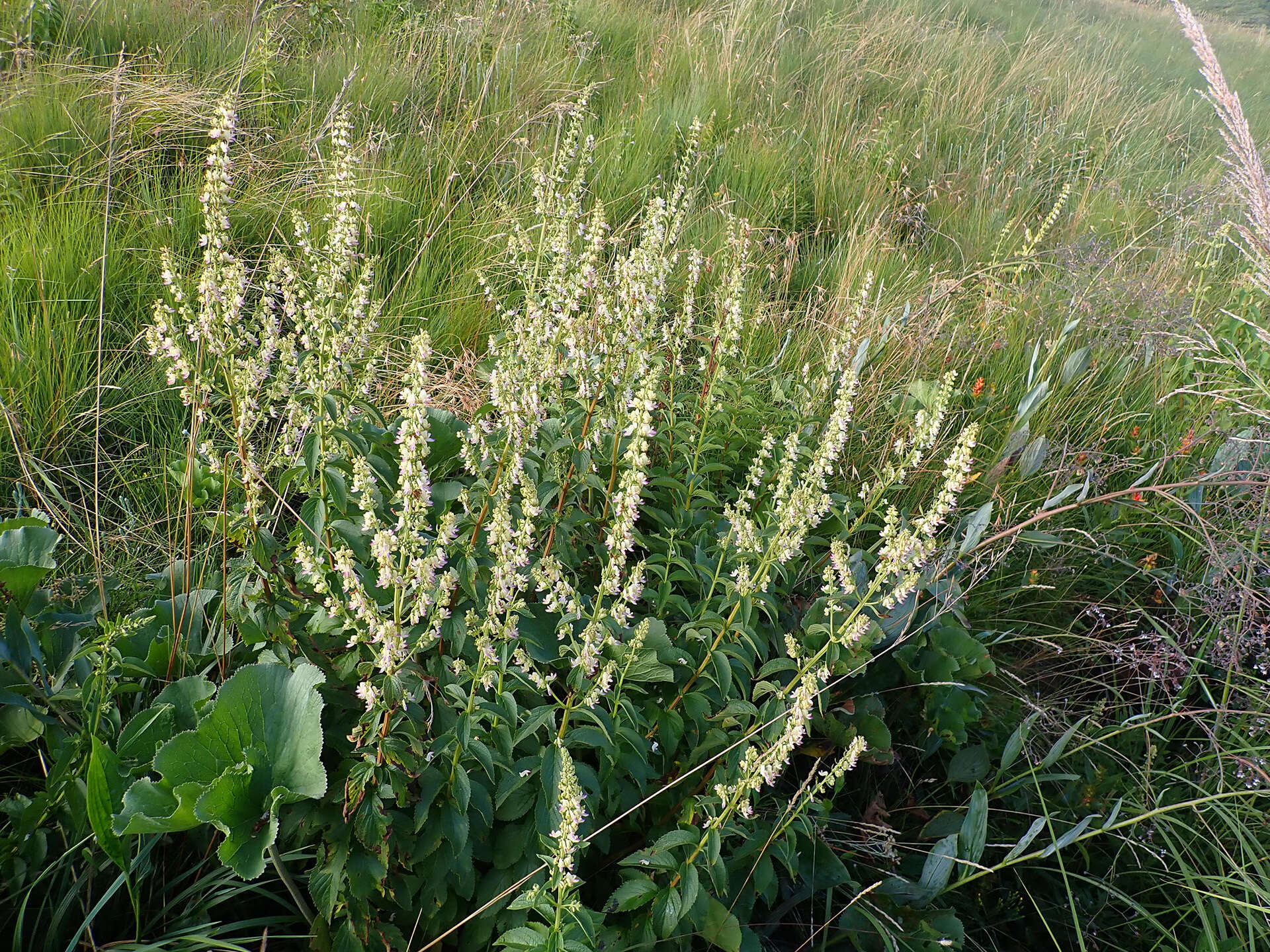 صورة <i>Coleus calycinus</i>