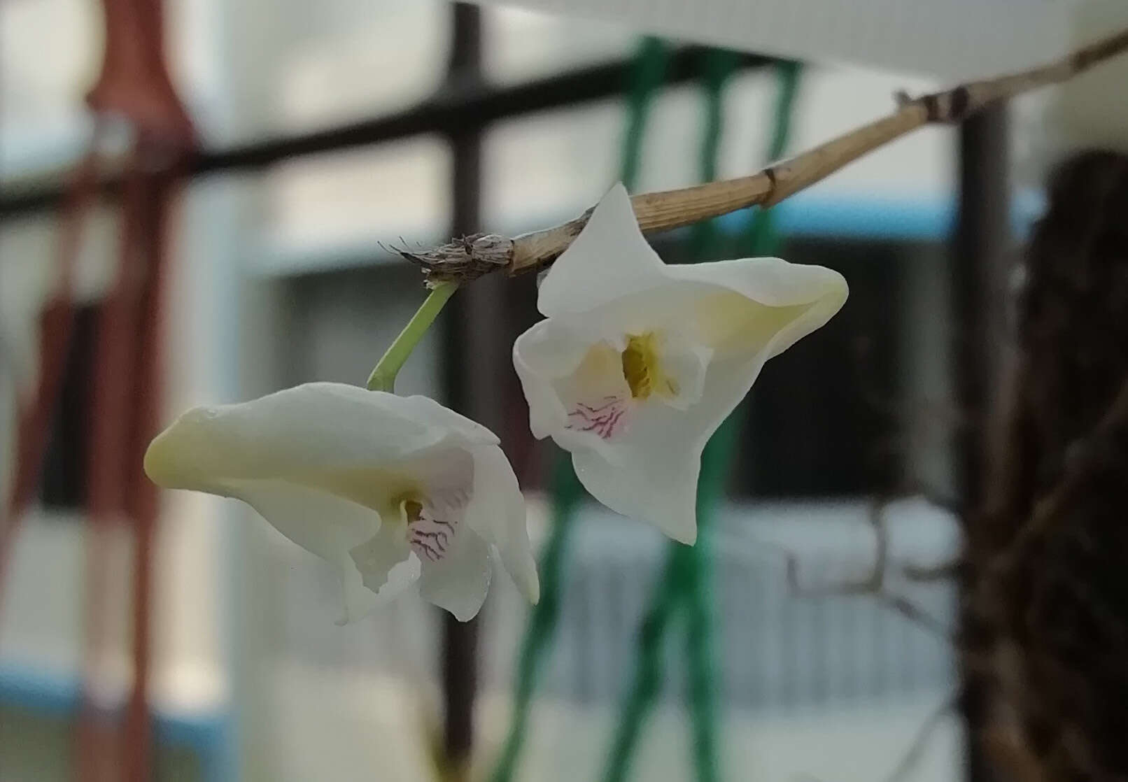 Dendrobium angulatum Lindl.的圖片