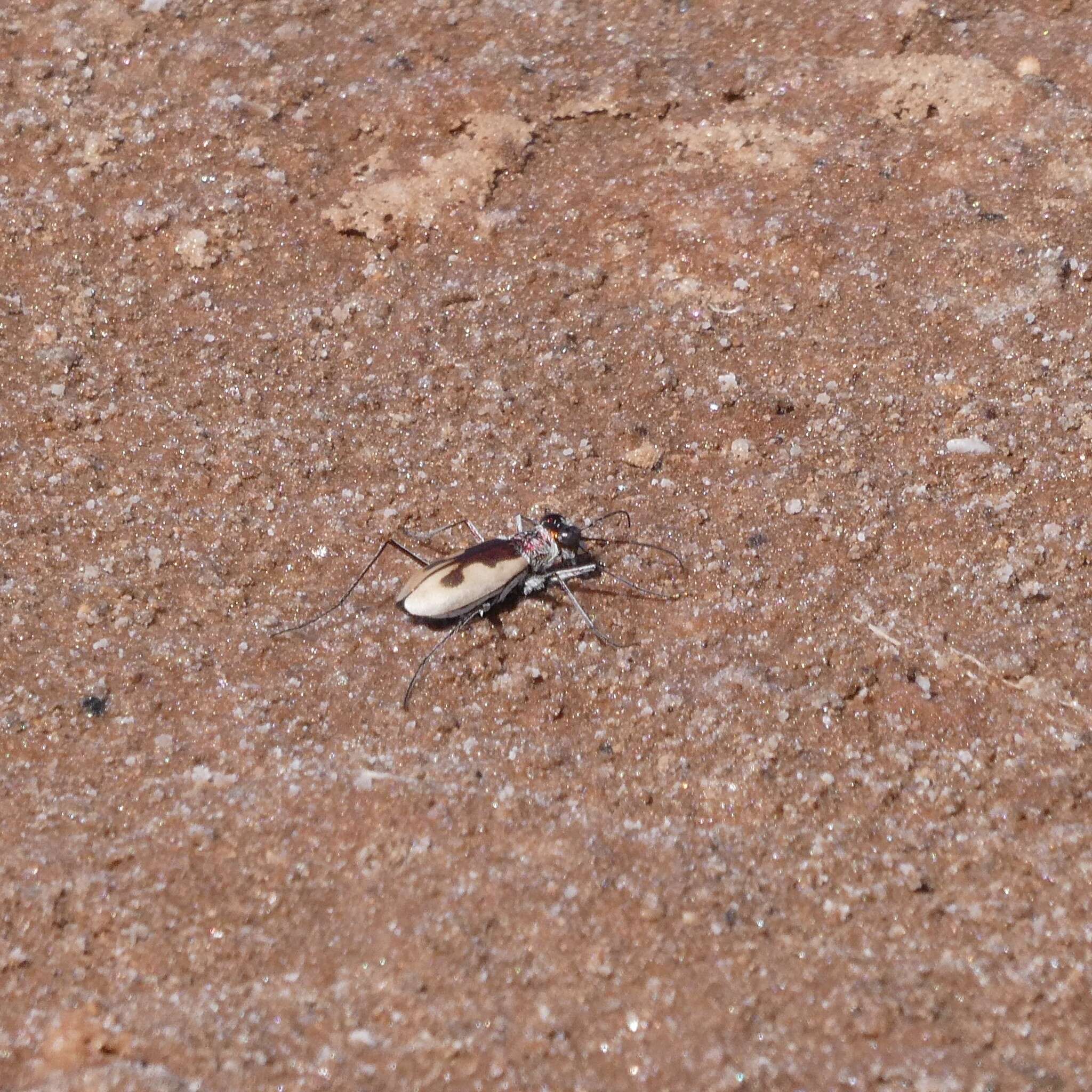 Image of Rivacindela