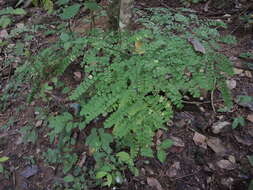 Imagem de Adiantum amplum C. Presl