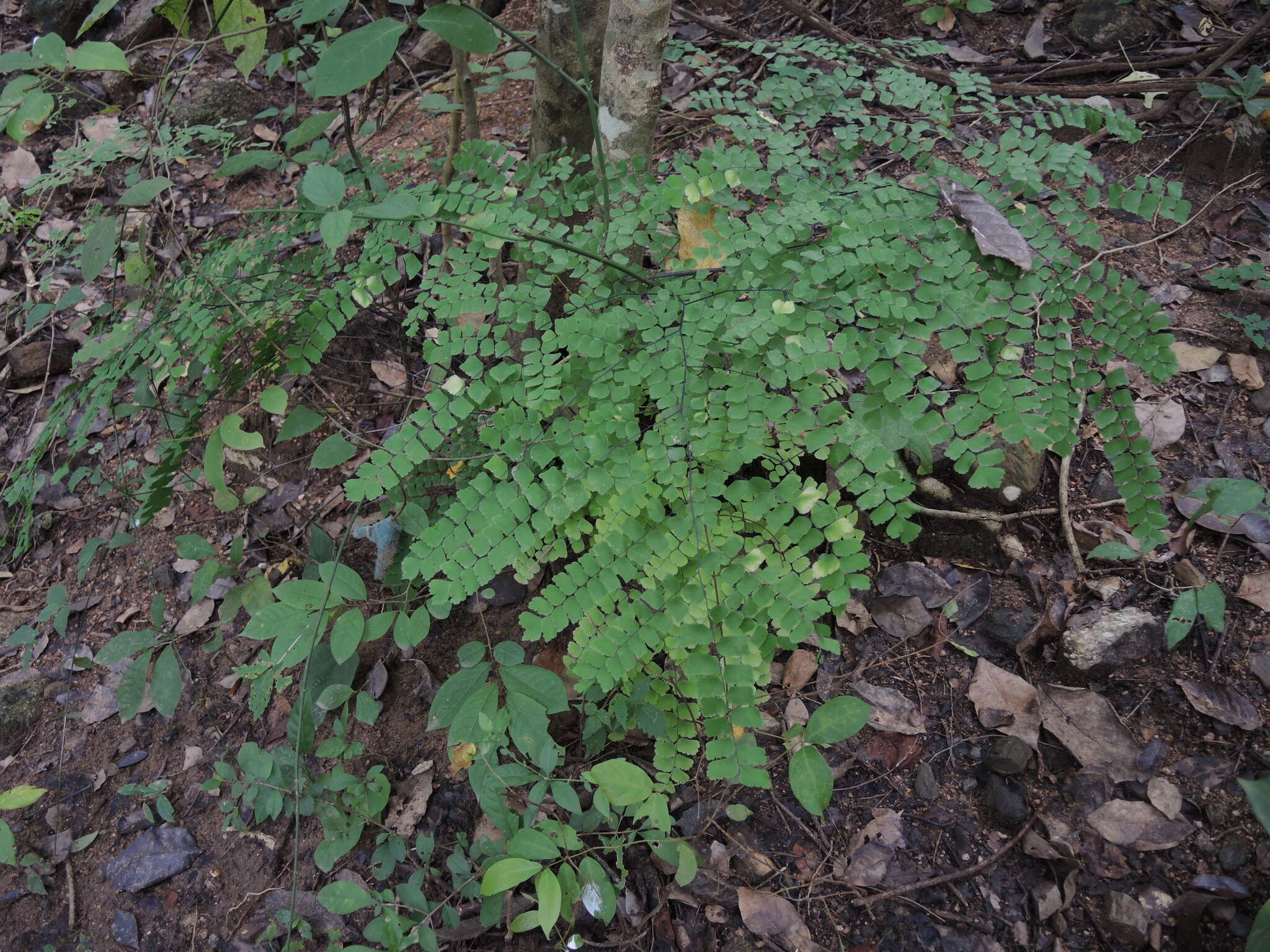 Adiantum amplum C. Presl的圖片