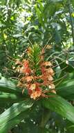 Слика од Hedychium coccineum Buch.-Ham. ex Sm.