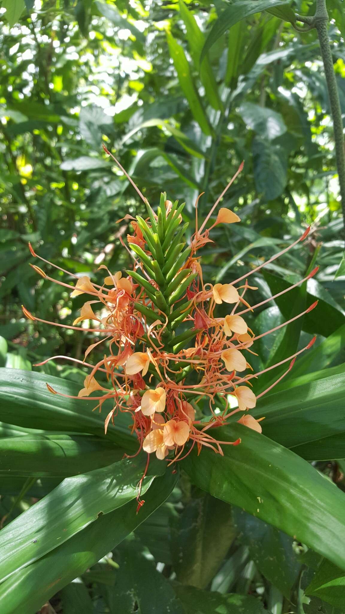 Слика од Hedychium coccineum Buch.-Ham. ex Sm.