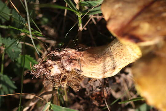 Image of Suillus collinitus (Fr.) Kuntze 1898