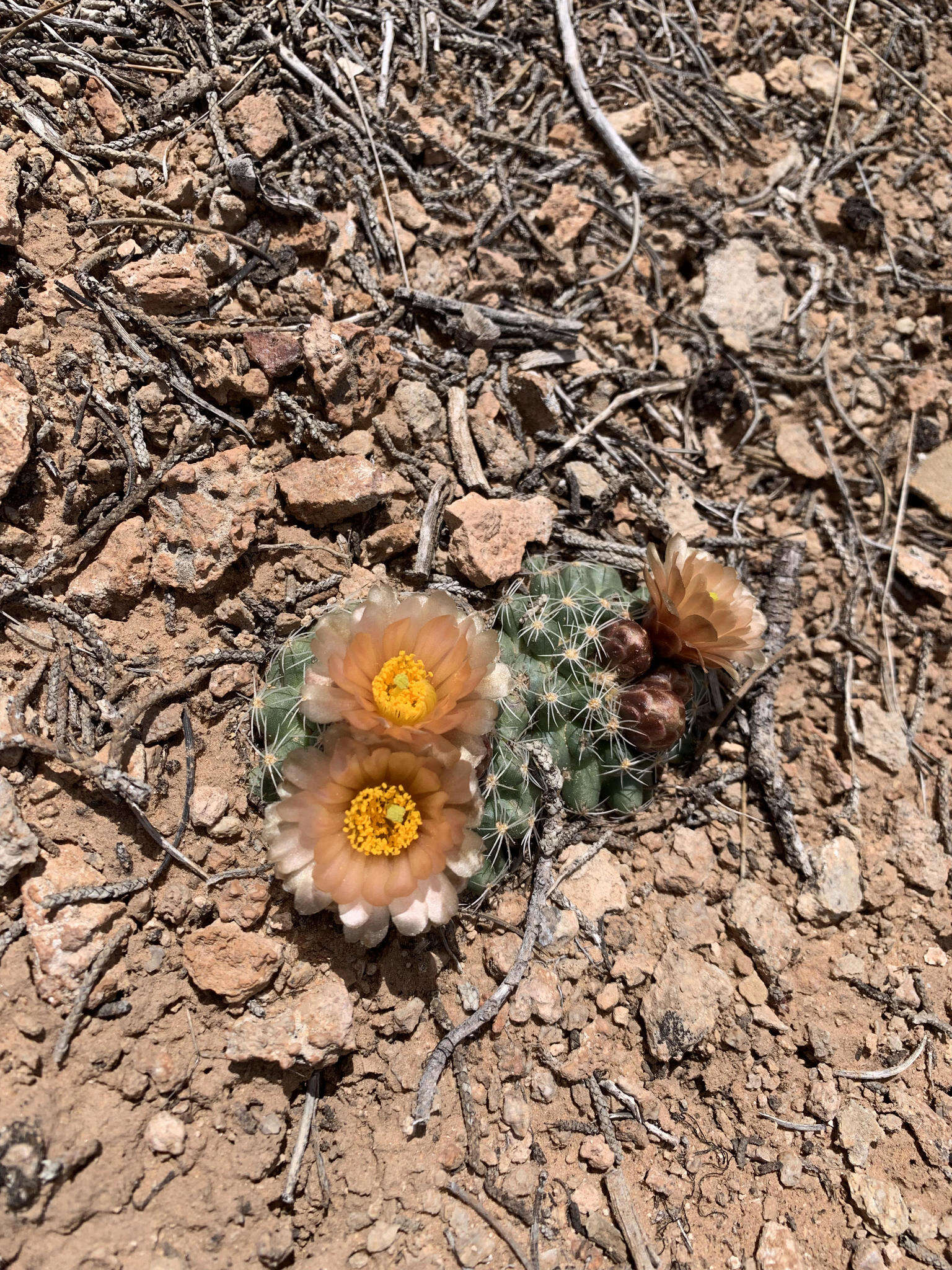 Image of Despain's Pincushion Cactus