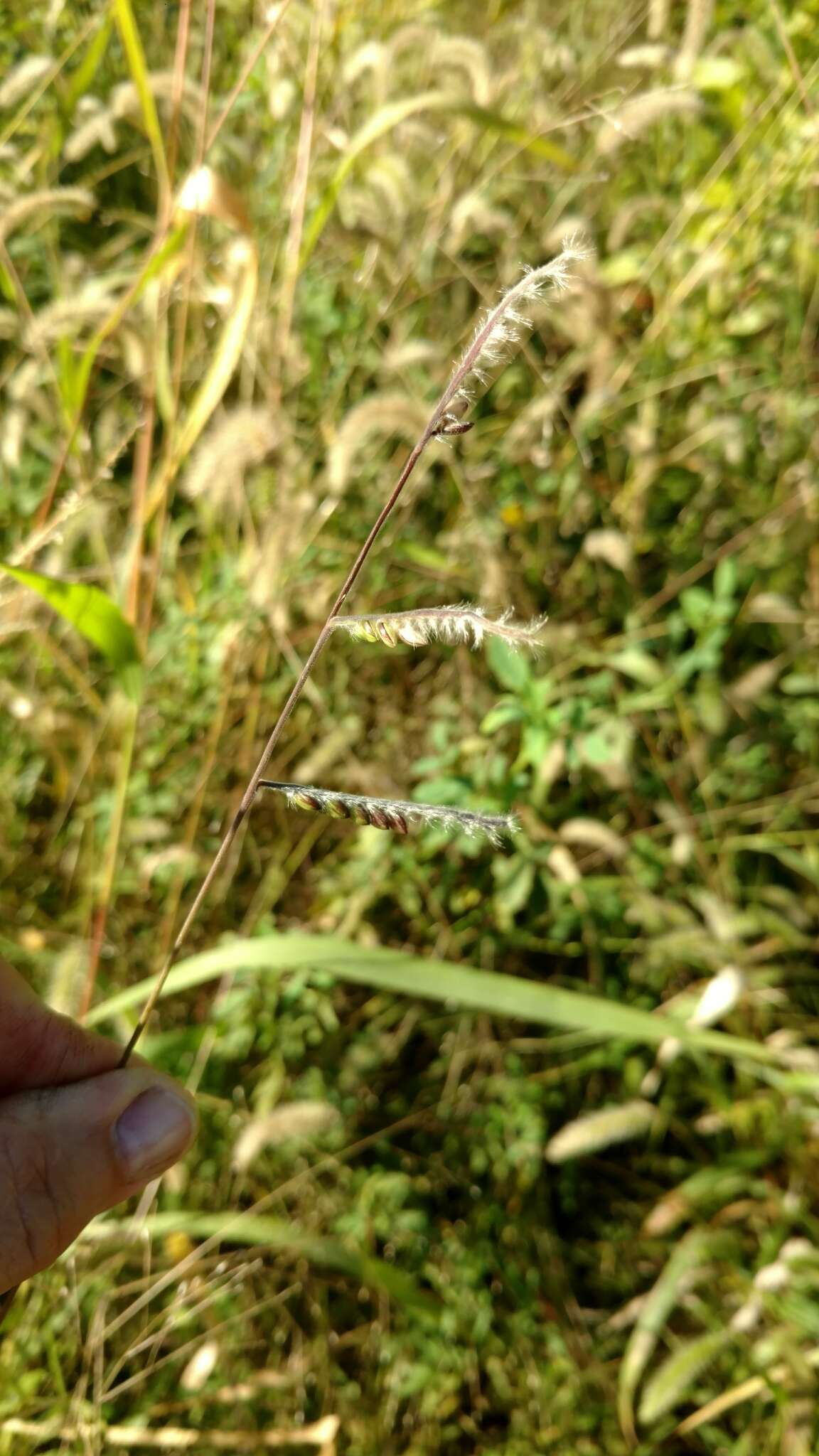 Image of hairy cupgrass