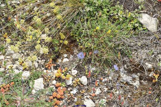 Sivun Alyssum montanum subsp. montanum kuva