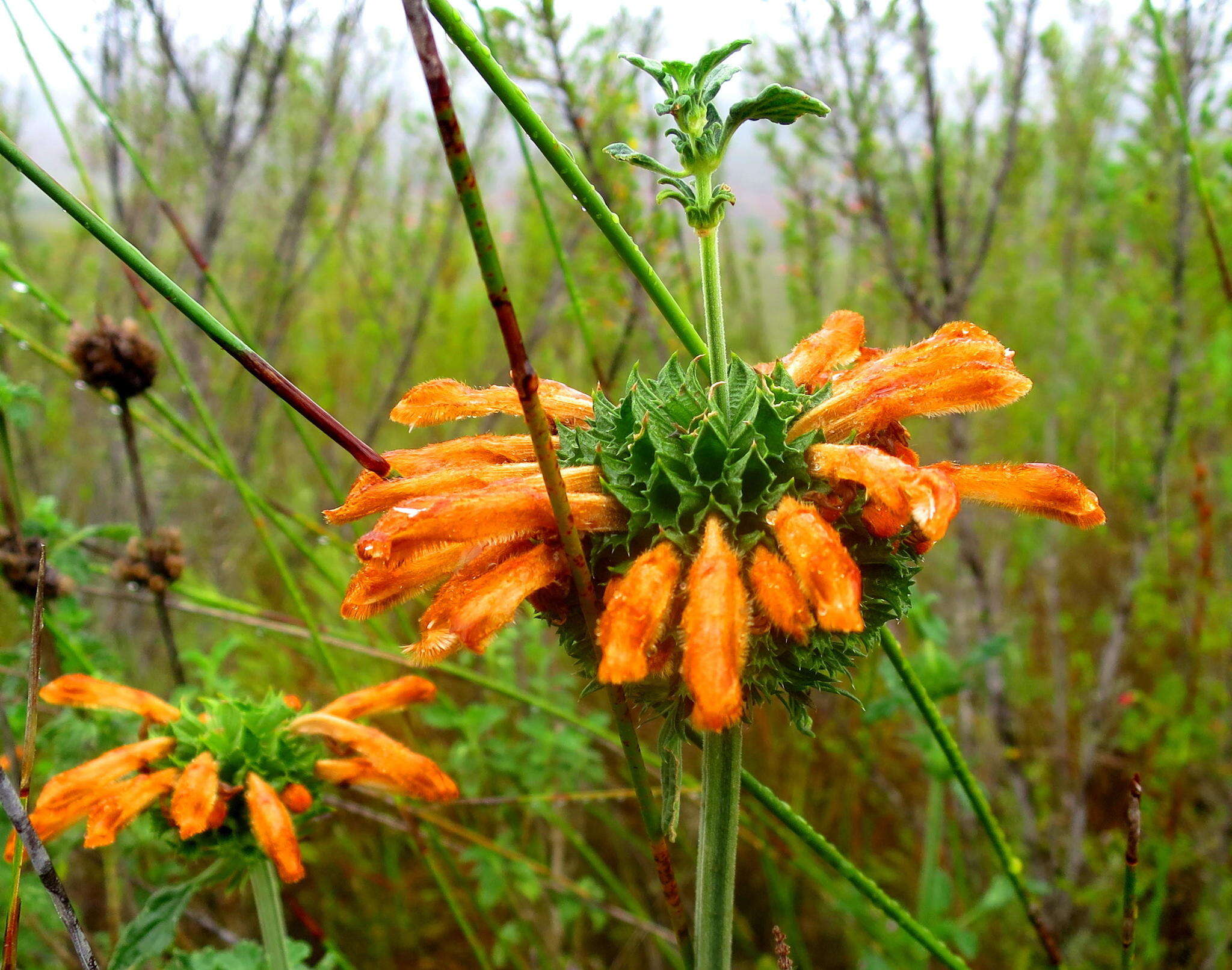 Image of lion's ear