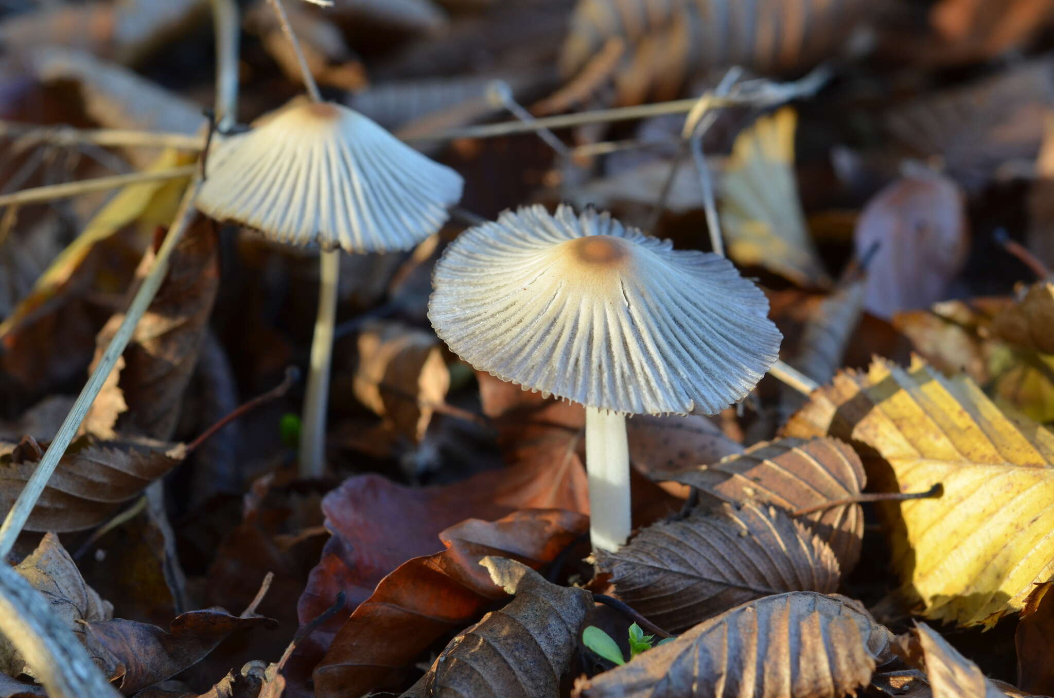 Image of Coprinellus impatiens (Fr.) J. E. Lange 1938