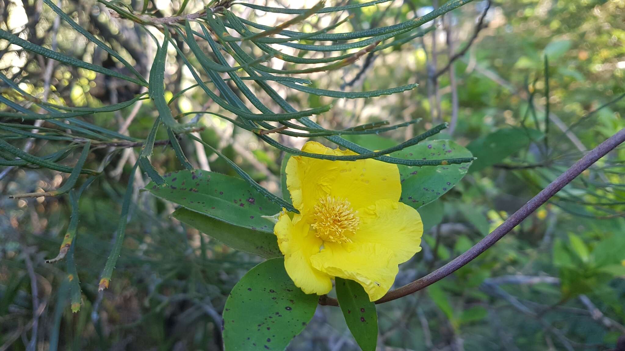 Image of Hibbertia scandens (Willd.) Gilg