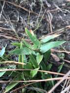 Imagem de Panicum sphaerocarpon Elliott