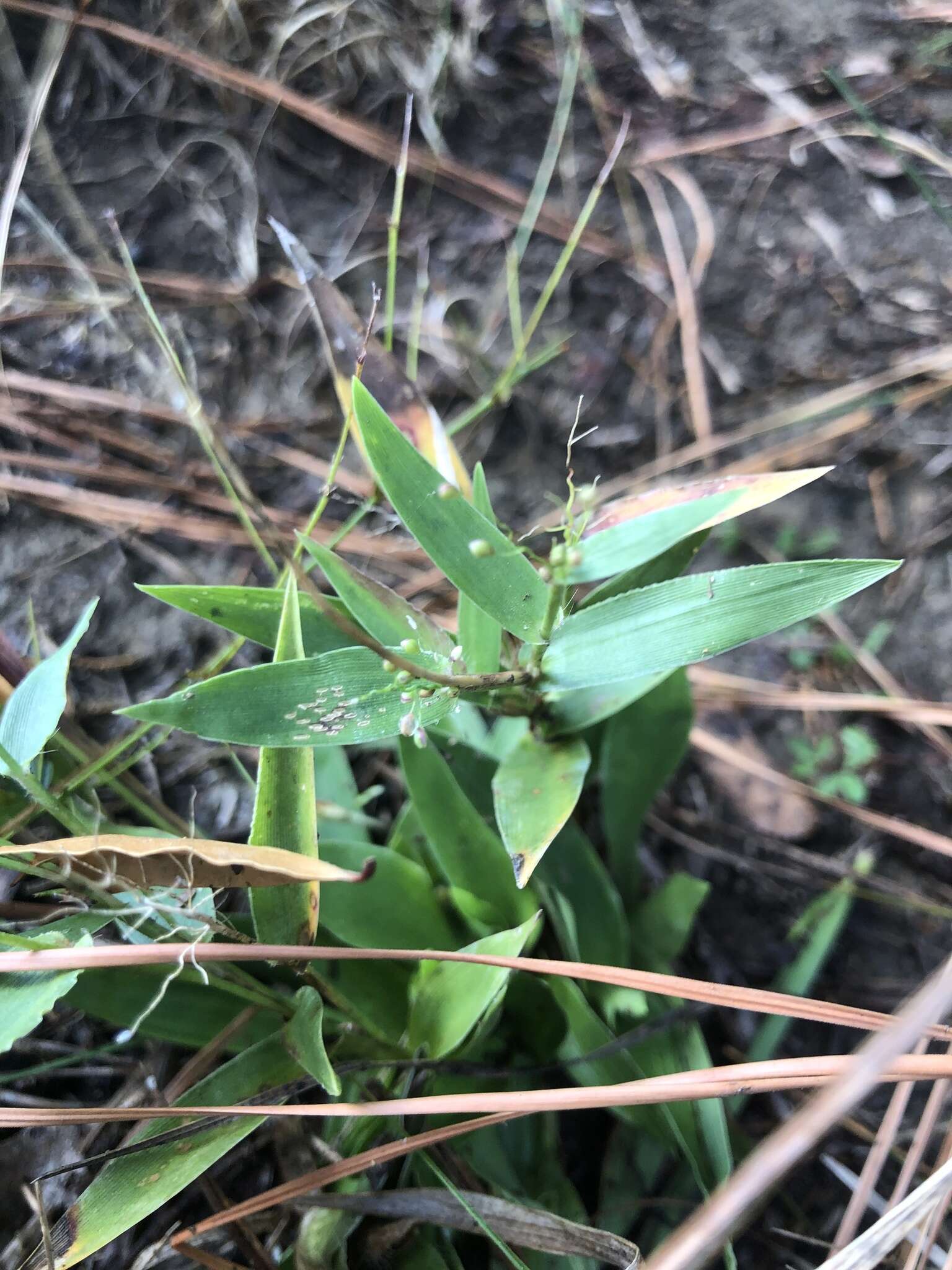 Panicum sphaerocarpon Elliott resmi