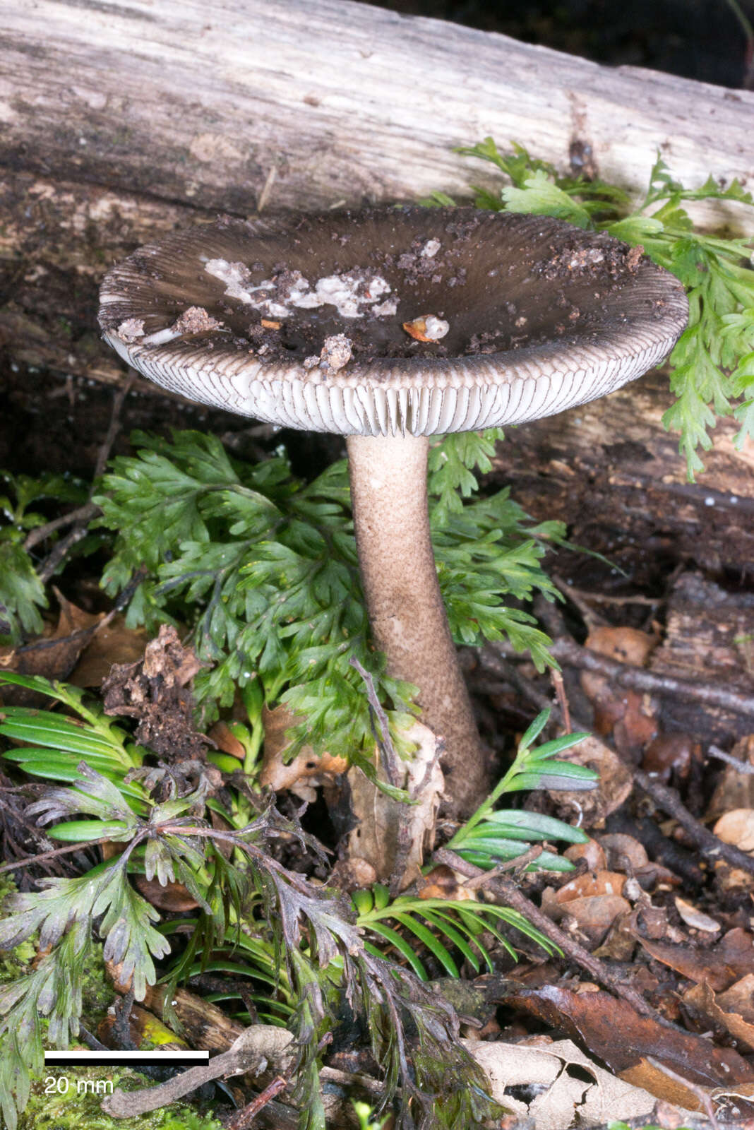 Image of Amanita pekeoides G. S. Ridl. 1991