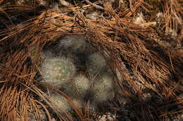 صورة Mammillaria senilis Lodd. ex Salm-Dyck