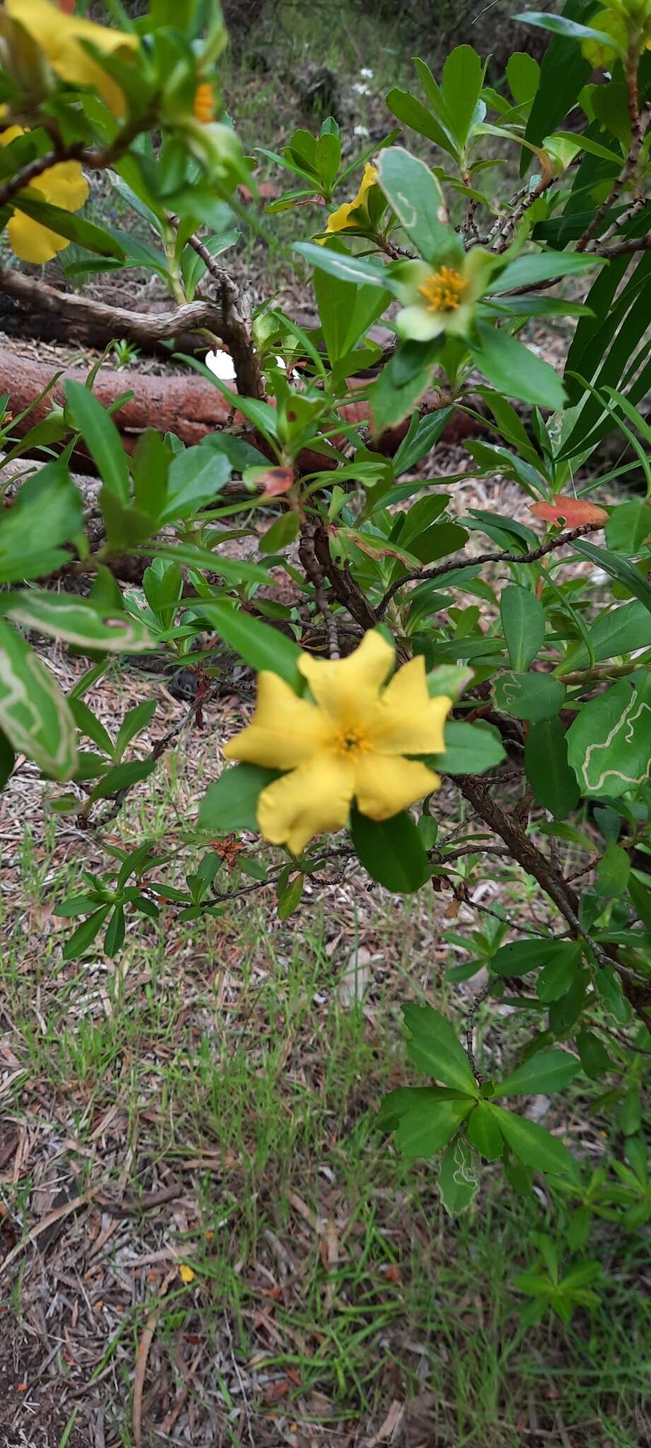 Image of Hibbertia cuneiformis (Labill.) Smith