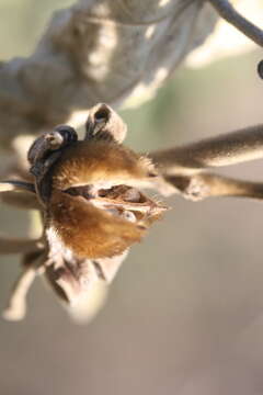 Image of Hibiscus austrinus Juswara & Craven