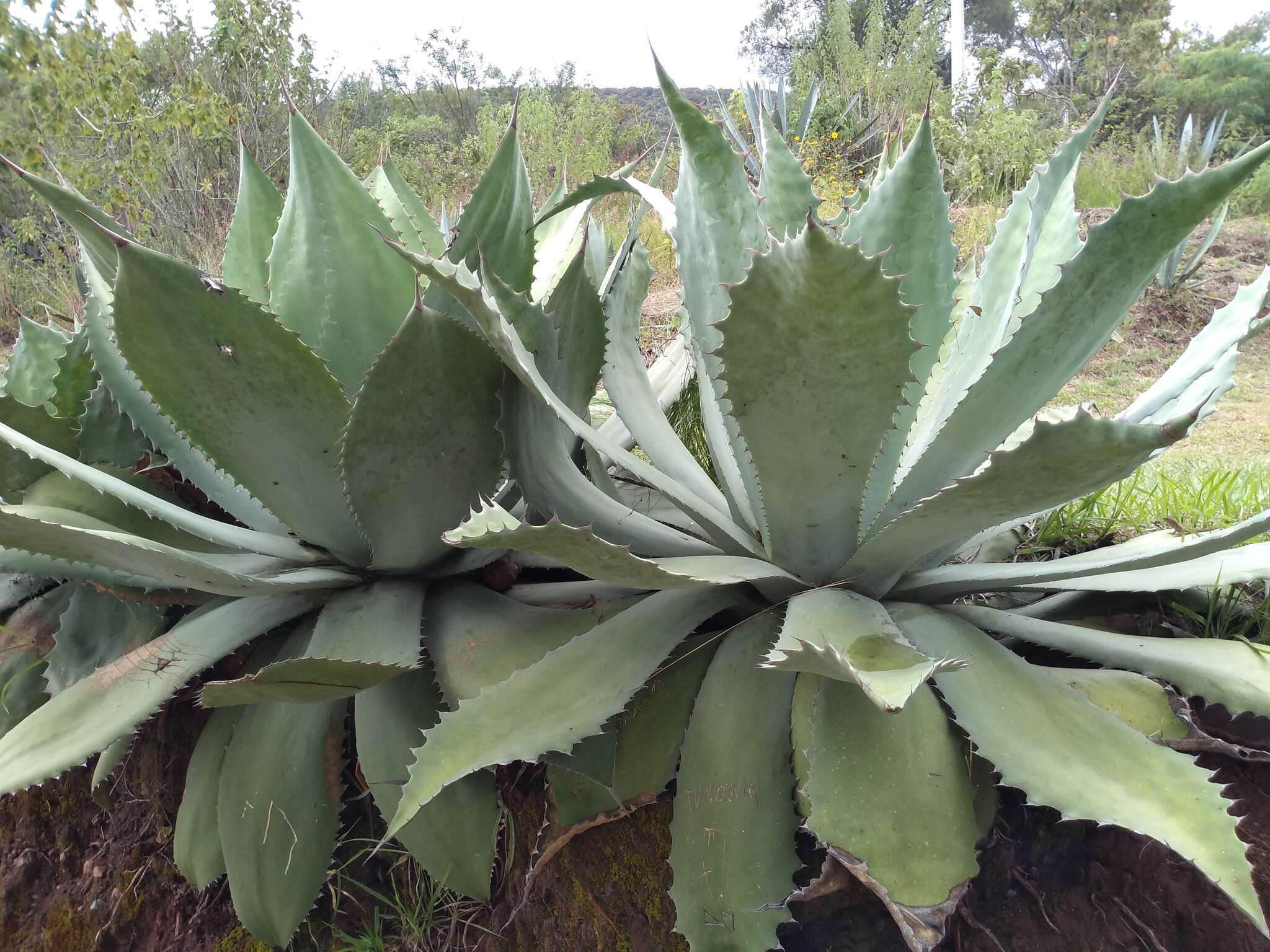 Image of Agave seemanniana Jacobi