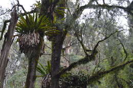 Image of Australian bird's-nest fern