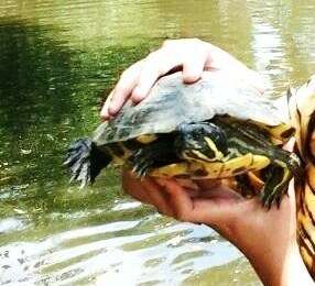 Image of slider turtle, red-eared terrapin, red-eared slider