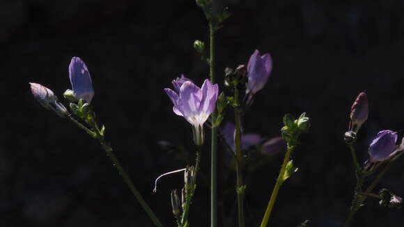 Image of Saltugilia caruifolia