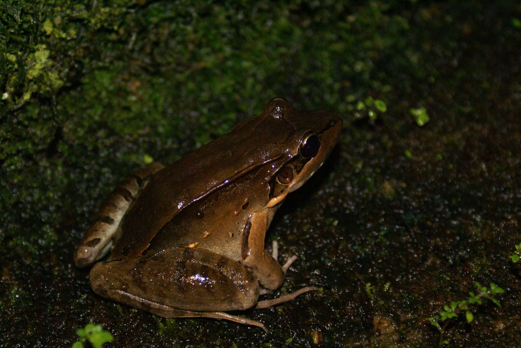 Image of Leptodactylus guianensis Heyer & de Sá 2011