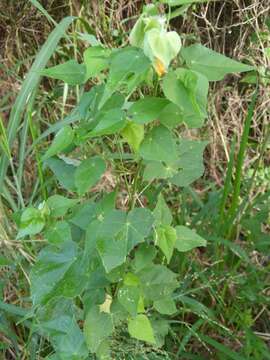 Image of whiteleaf Indian mallow