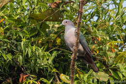 Imagem de pombo imperial verde