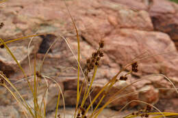 Image of Coleochloa