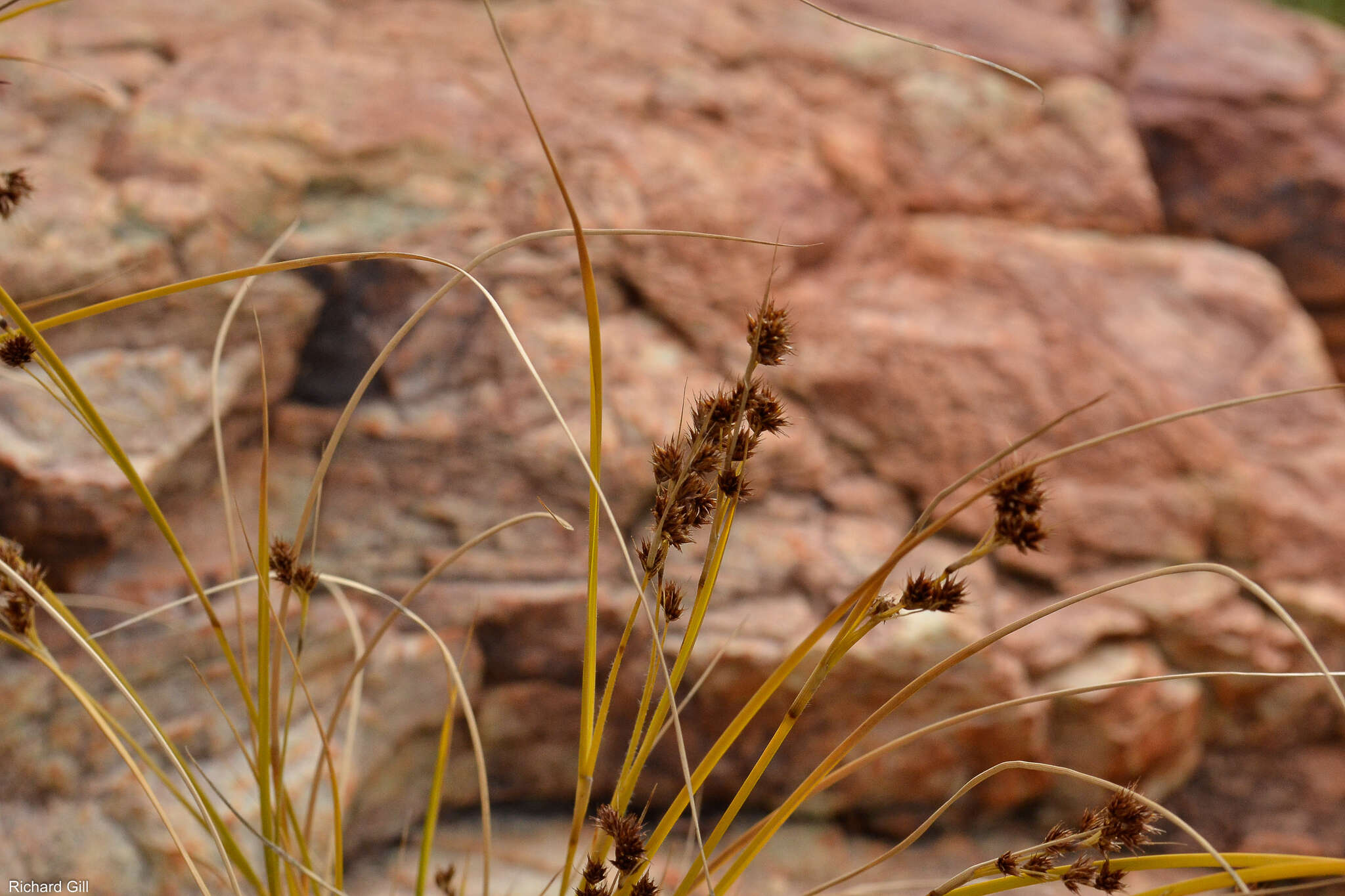 Image of Coleochloa