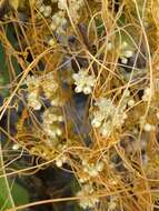 Cuscuta pentagona Engelm. resmi